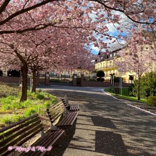 Cherry Blossom 

🇬🇧
Yesterday we used the nice weather again to go to the neighboring Czech Republic. On the way back, we suddenly discovered this cherry blossom, which of course we couldn't pass by without a photo.

🇩🇪
Gestern haben wir wieder das schöne Wetter genutzt um ins Nachbarland Tschechien zu fahren. Auf dem Rückweg dann zufällig diese Kirschblüte entdeckt an der wir ohne Foto natürlich nicht vorbeigehen konnten.

🇹🇼
昨天的好天氣讓我們出門，去鄰近的捷克小鎮來趟小旅行。
在回程中，突然看到這櫻花盛開一景。忍不住在此處逗留，停下來拍拍照。

#MissJandMrS
#小旅行 #SmallTrip #Urlaub #Ausflug 
#CherryBlossom #Kirschblüte #櫻花樹 
#生活小確幸
#Germany #Deutschland #德國
#LifeInGermany #LebenInDeutschland #德國日常