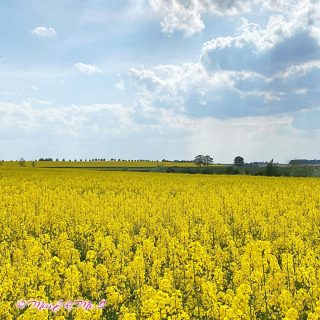 The color in May

🇬🇧
May is here, fields and meadows are turning yellow again in Germany.

🇩🇪
Der Mai ist da, auf Feldern und Wiesen wird es wieder gelb in Deutschland.

🇹🇼
五月的顏色是什麼呢? 若要我來形容的話，我覺得德國的五月是黃色。
在郊區，處處可見一片黃澄澄的油菜花田，搭配著藍天白雲，非常漂亮。
即使在草地上，也是常見一叢叢的蒲公英花和其白色絨球的果實。
每每看到蒲公英的白絨球時，都好想向它大吹一口。

#MissJandMrS
#YellowFields #GelbeFelder #黃金花海
#RapeseedField #Rapsfeld #油菜花田
#Dandelion #Löwenzahn #Pusteblume #蒲公英 #獅子牙齒
#我在遠處為你的幸福而祈禱
#Germany #Deutschland #德國
#LifeInGermany #LebenInDeutschland #德國日常