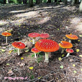 Collect mushrooms in the forest 🍄在森林裡採香菇

Autumn is the season of mushrooms! Let's go forest for finding mushrooms!

Pic 1-3 Poisonous Mushrooms 毒菇
Pic 4 Can you find it? 香菇就在你眼前，你有看到嗎?
Pic 5 Edible Mushrooms 可食用的香菇
Pic 6-7 Our dinner 😋

#MissJandMrS
#SpazierenImWald #PilzeSammeln #森林散步
#Germany #Deutschland #德國
#LifeInGermany #LebenInDeutschland #德國日常